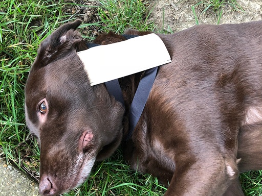 ERLERZIMMER Wearable IV Trainer